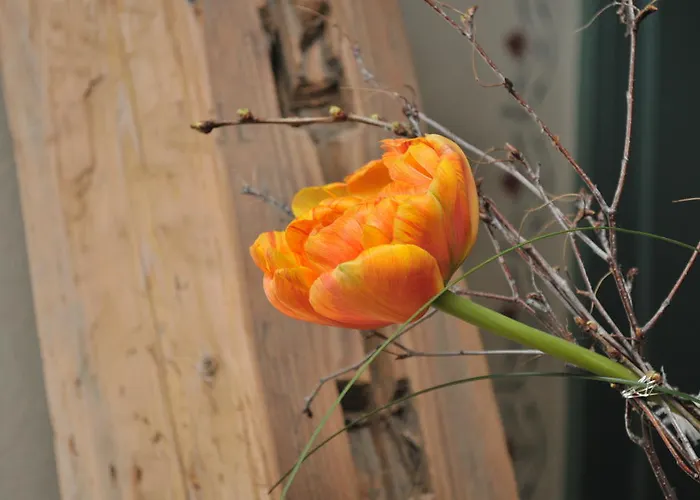 Pensión Immergrün 3*